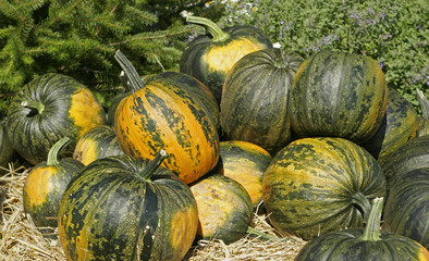 Harvest Background