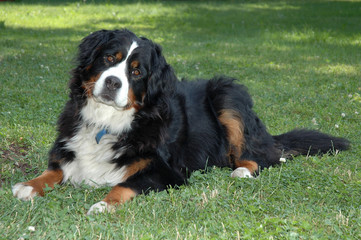 Bovaro del Bernese