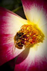 Fototapeta na wymiar Flower and bee