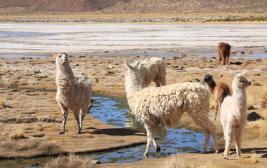 Llamas