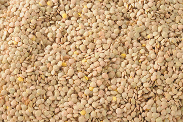 Lentil