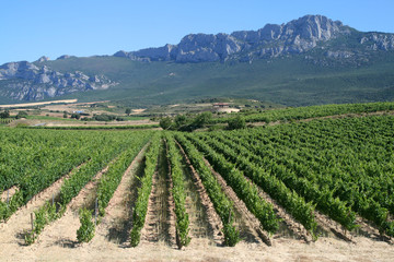 Fototapeta na wymiar Winnica w La Rioja