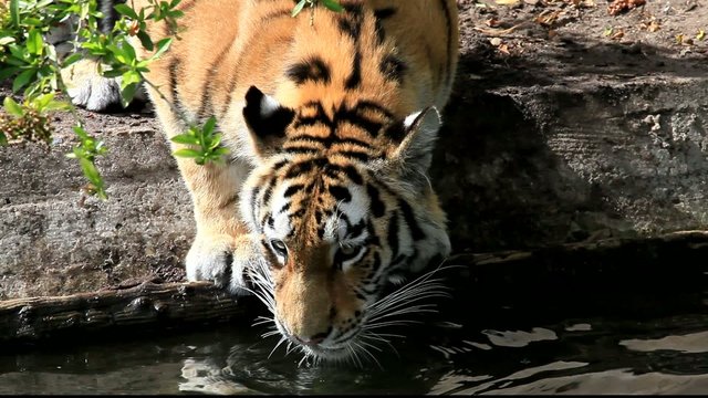 sibirscher tiger