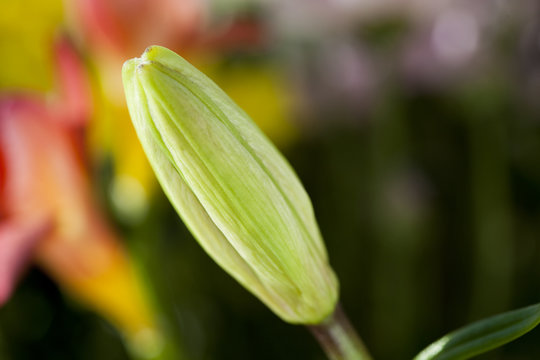 young tulip bud macro