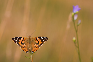 Distelfalter in der Wiese