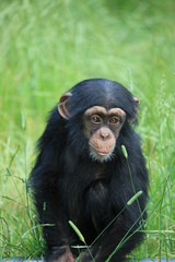 Schimpansen-Baby