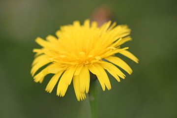 yellow flower
