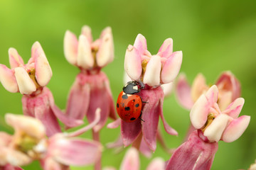 red ladybug on milkweek blossom