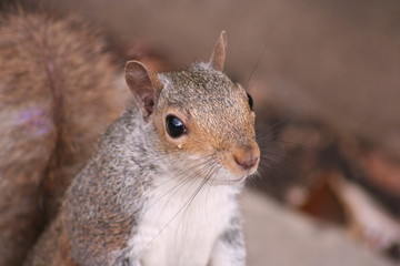 crying squirrel