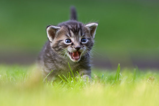 s&uuml;&szlig;es K&auml;tzchen II