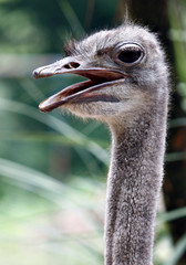 Ostrich with open mouth