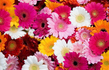 Closeup of many colorful gerbera flowers
