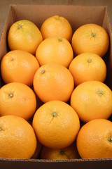fresh oranges
