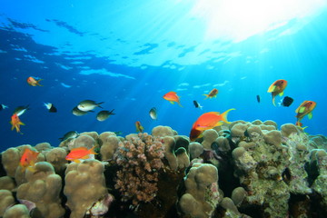 Beautiful Coral Reef in sunlight