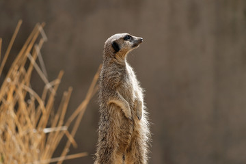 An alert meerkat (or suricate) standing on guard