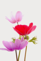 Fototapeta premium red and pink flowers