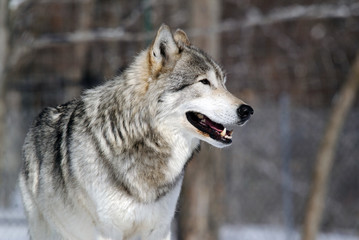 Gray Wolf