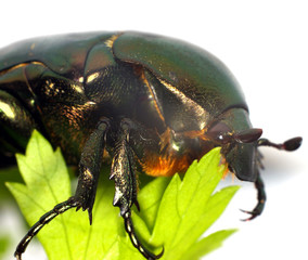 Green-gold bug close-up