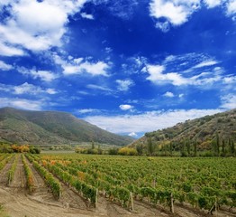 Fototapeta na wymiar winnic w dolinie górskiej