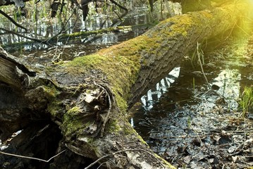 tree lying in a swamp