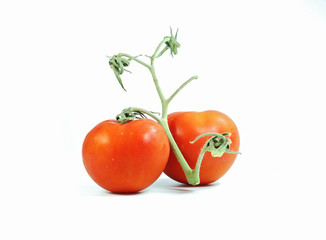 fresh tomato - 15659065