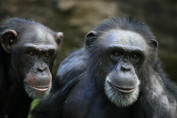 schimpansen