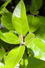 nature background