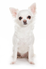 Chihuahua dog on white background