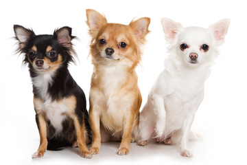 Chihuahua dog on white background - obrazy, fototapety, plakaty