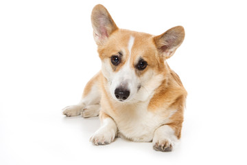 Corgi dog on white background