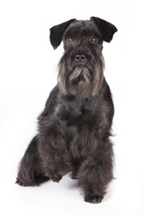 Zwergschnauzer isolated on white background