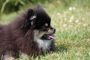 Pomeranian-Welpe 1