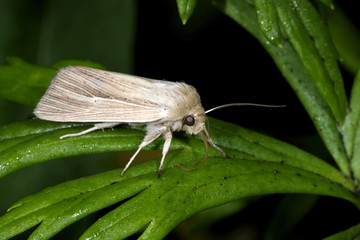 mythimna oxygala