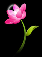 Lotus electric flower on dark ambient