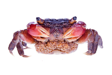 crab