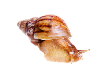 Snail isolated on white background.