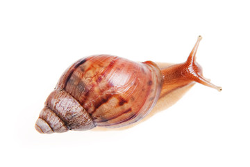 Snail isolated on white background.
