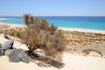 Foto op Plexiglas Playa de Sotavento, Canary Island Fuerteventura Spain © philipus