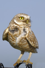 athene cunicularia, burrowing owl