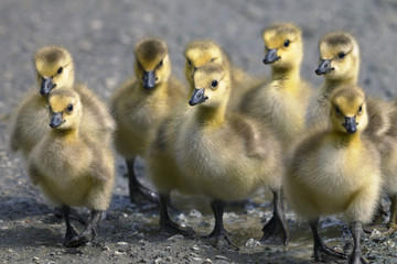 canada goose, branta canadensis