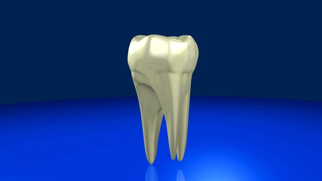 Backenzahn mit Wurzel