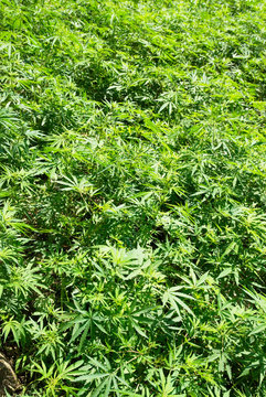 Field of green marijuana (hemp)