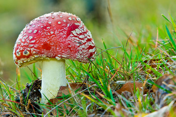 Fungi, mushrooms in a forest