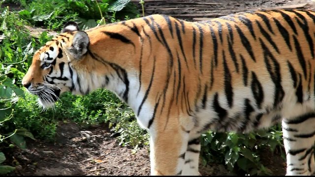 sibirscher tiger
