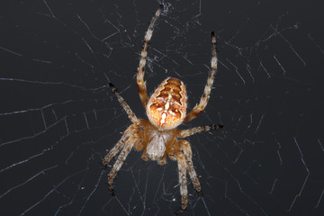 araneus diadematus