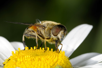 eristalis borticola