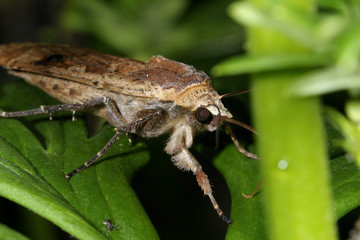 large yellow underwing, noctua pronuba