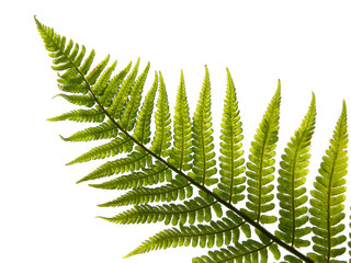 fern  leaf  isolated