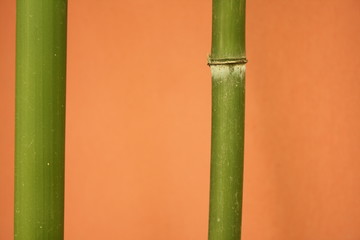 Fototapeta premium Bamboo background