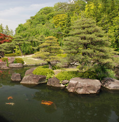 Fototapeta na wymiar Japoński Koi Pond Carp